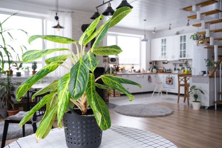 Clever Home Decor Ideas for a Revamped Living Room